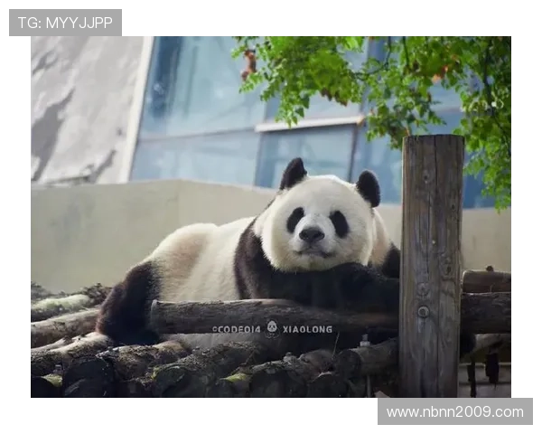 亚运会熊猫玩偶（亚运会大熊猫）世界杯体育论坛